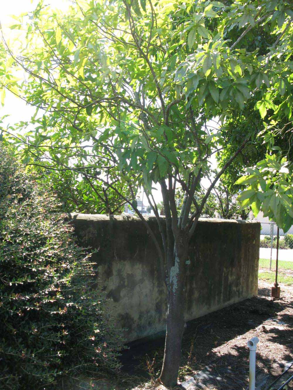            Habit (Winter Haven, FL)   